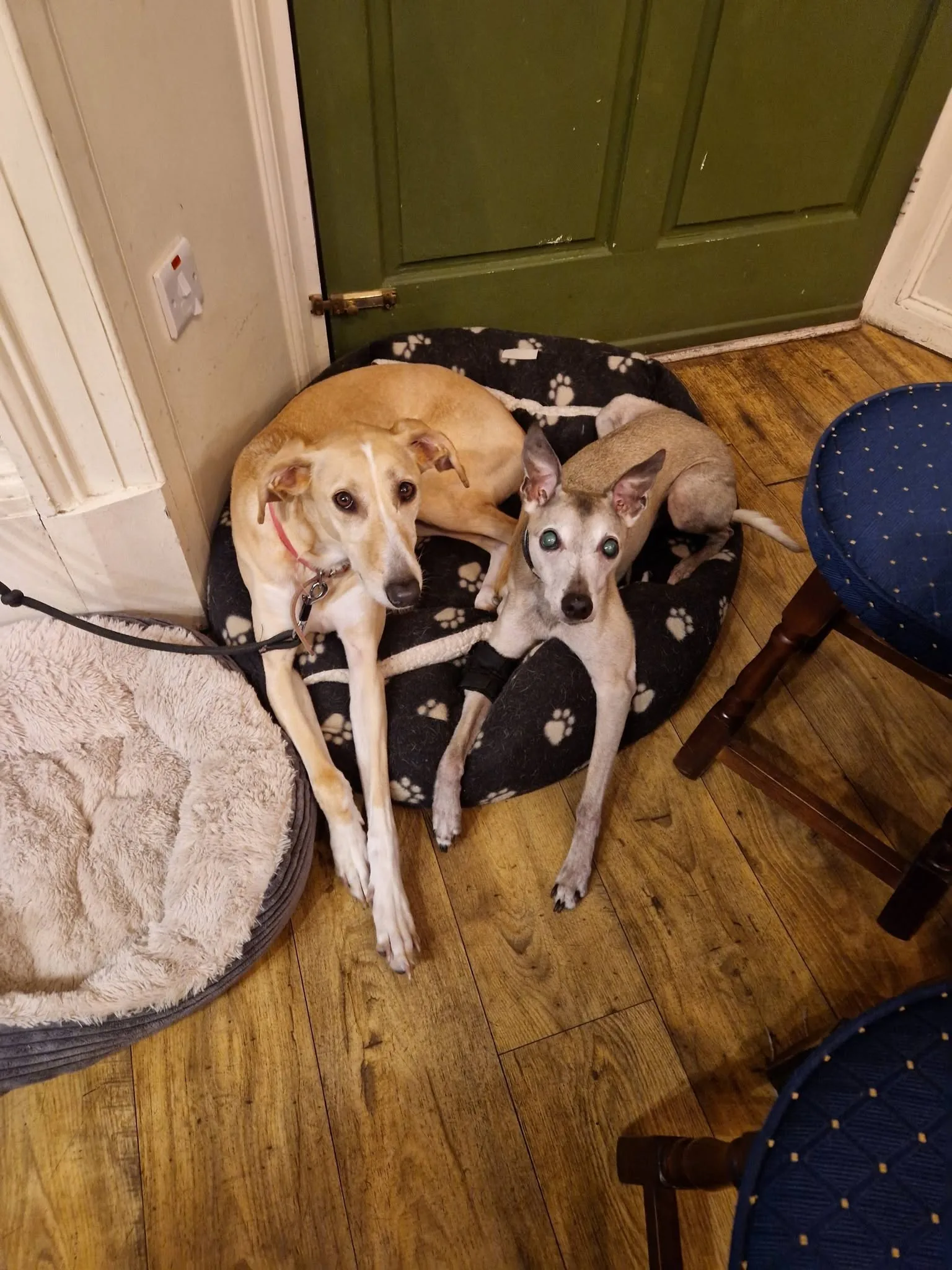 Two dogs resting together inside The Waiting Room